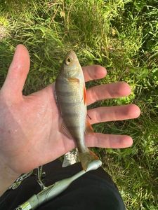 European Perch