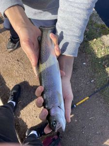 Rainbow Trout