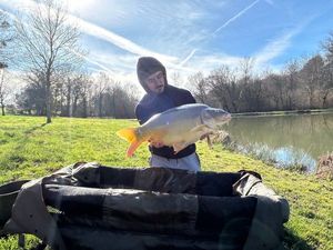 Mirror Carp