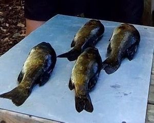 Smallmouth Bass