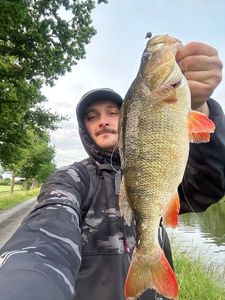 European Perch