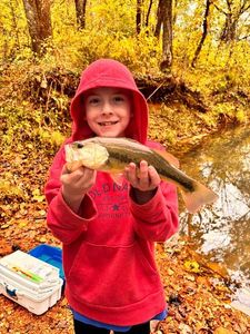 Largemouth Bass