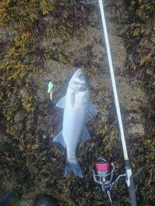 European Bass (Seabass)