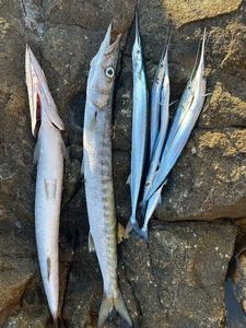 Baracuda