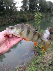 European Perch