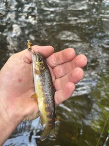Brown Trout