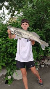 Zander