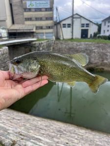 Largemouth Bass