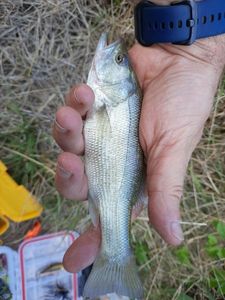 Largemouth Bass