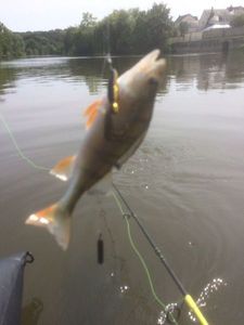 European Perch