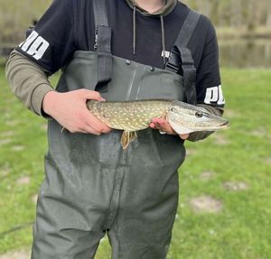 Northern Pike