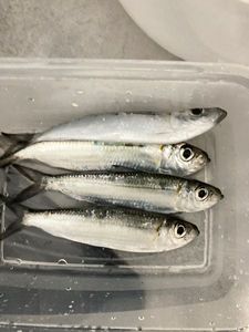 Mediterranean Horse Mackerel