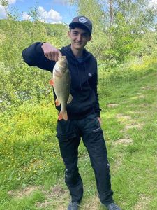 European Perch