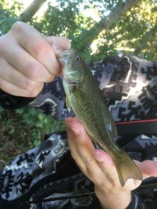Largemouth Bass