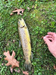 Brown Trout