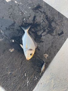 Gilthead Seabream