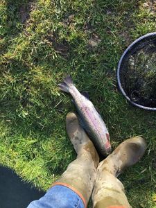 Rainbow Trout