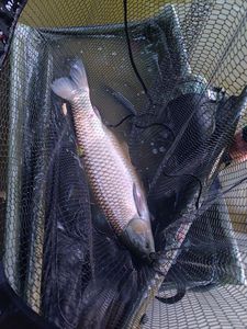Grass Carp