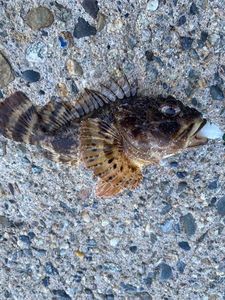 Brown Scorpionfish