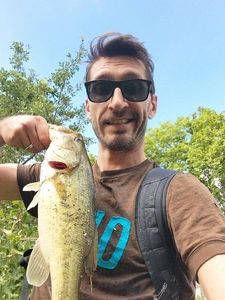 Largemouth Bass