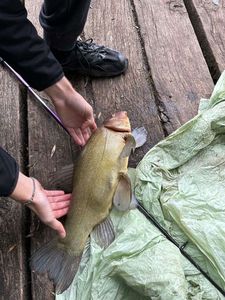 Tench