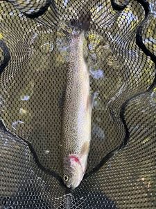 Rainbow Trout