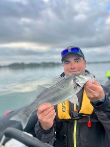 European Bass (Seabass)