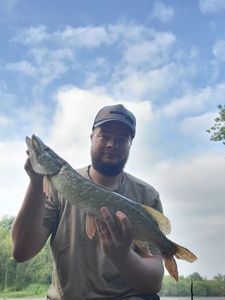 Northern Pike