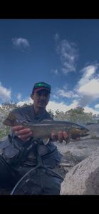 Brown Trout