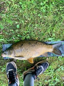 Common Carp