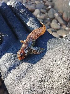 Giant Goby