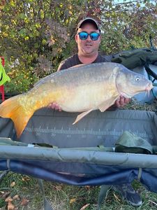 Mirror Carp