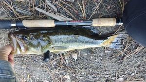 Largemouth Bass