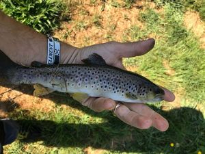 Brown Trout