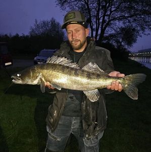 Zander