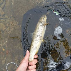 Brown Trout