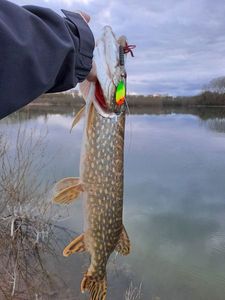 Northern Pike