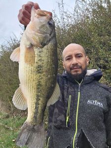Largemouth Bass