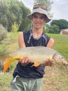 Common Carp