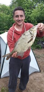 Common Bream