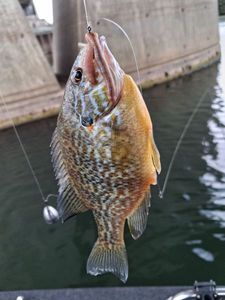 Green Sunfish