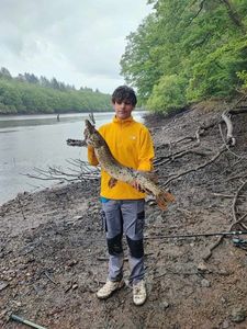 Northern Pike