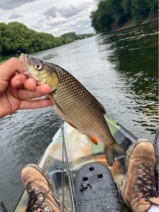 Chub