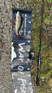European Perch
