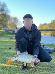 Common Carp
