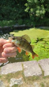 European Perch