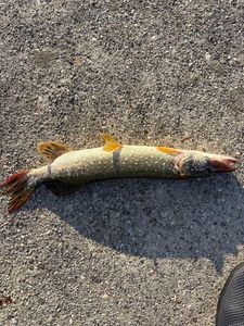 Northern Pike