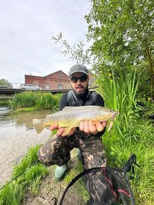 Brown Trout