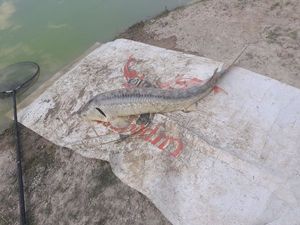 Sturgeon