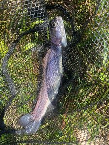 Rainbow Trout